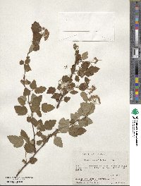 Physocarpus opulifolius image