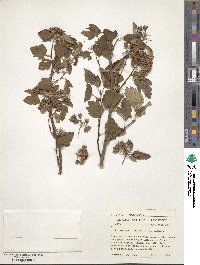 Physocarpus opulifolius image