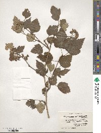 Physocarpus opulifolius image