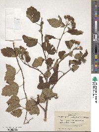 Physocarpus opulifolius image