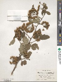 Physocarpus opulifolius image