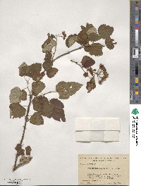 Physocarpus opulifolius image