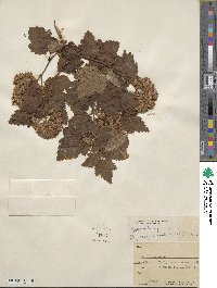 Physocarpus opulifolius image