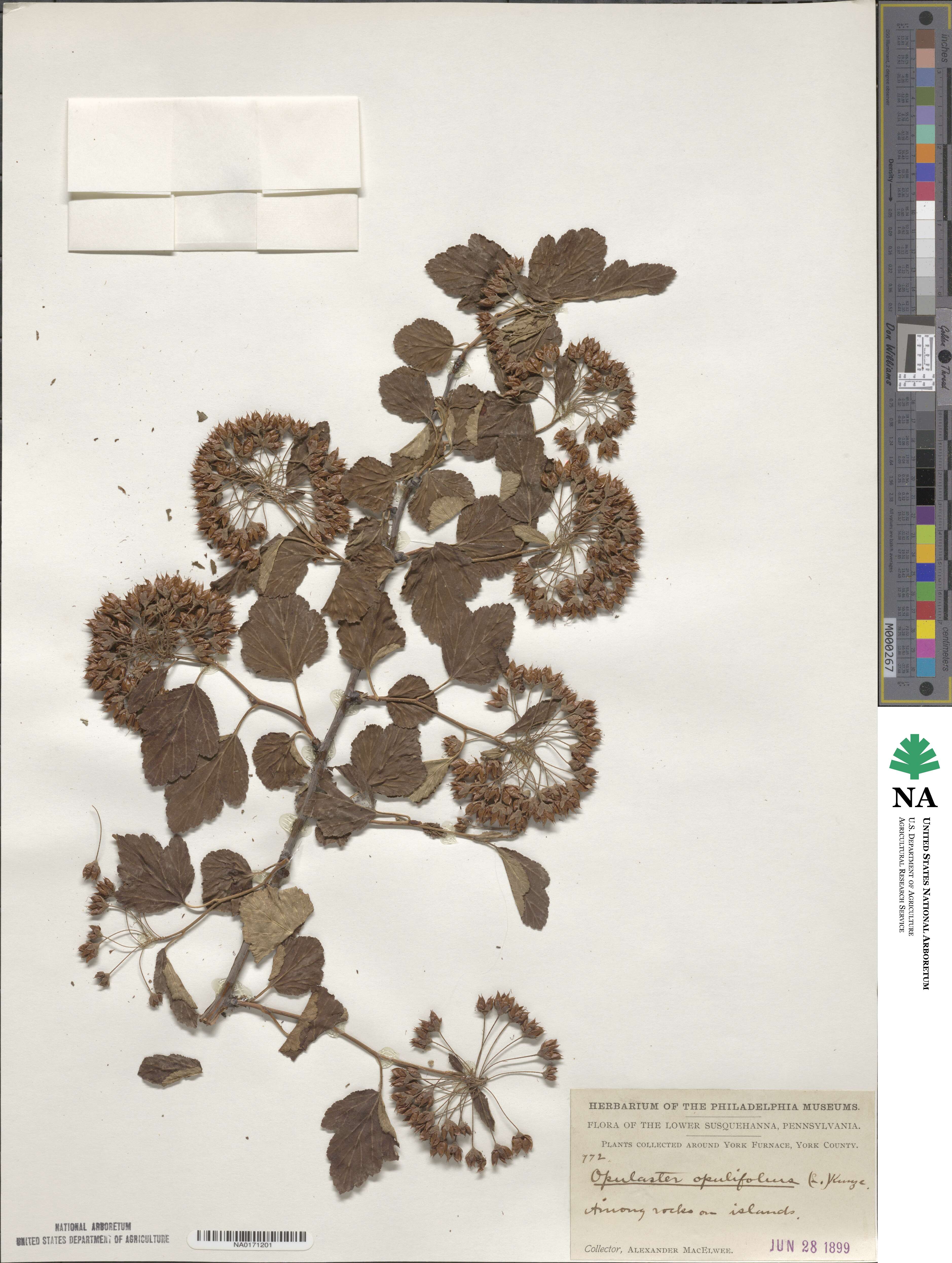 Physocarpus opulifolius image