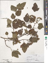 Physocarpus opulifolius image