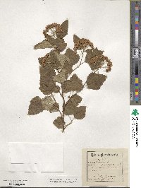 Physocarpus opulifolius image