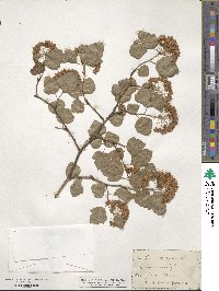 Physocarpus opulifolius image