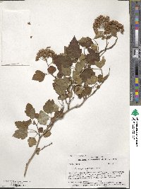 Physocarpus opulifolius image