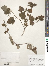 Physocarpus opulifolius image