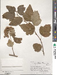 Physocarpus opulifolius image