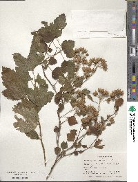 Physocarpus opulifolius image