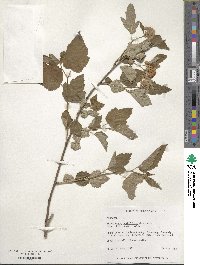 Physocarpus opulifolius image