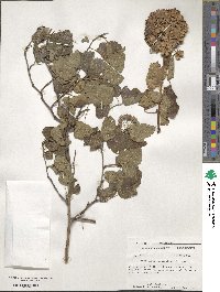 Physocarpus opulifolius image