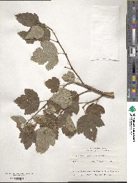 Physocarpus opulifolius image