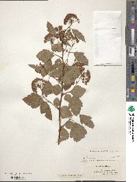 Physocarpus opulifolius image