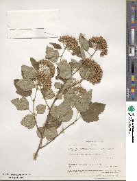 Physocarpus opulifolius image