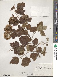 Physocarpus opulifolius image