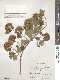 Physocarpus opulifolius image