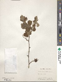 Physocarpus opulifolius image