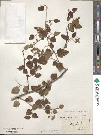 Physocarpus opulifolius image