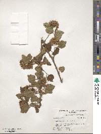 Physocarpus opulifolius image