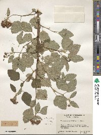 Physocarpus opulifolius image