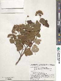 Physocarpus opulifolius image