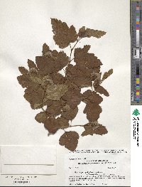 Physocarpus opulifolius image