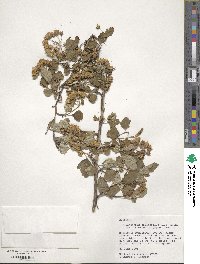 Physocarpus opulifolius var. intermedius image