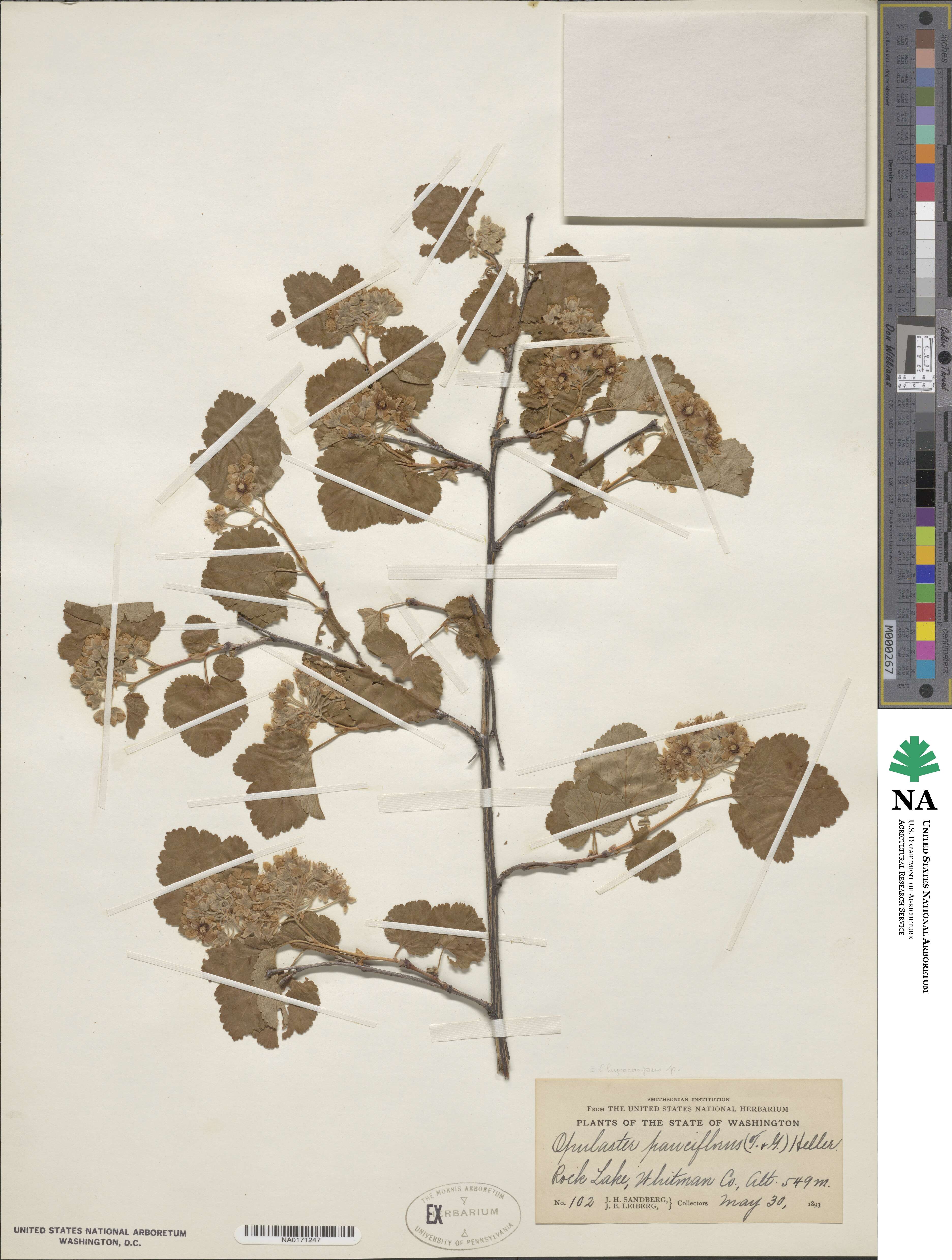 Physocarpus malvaceus image