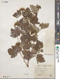 Physocarpus malvaceus image