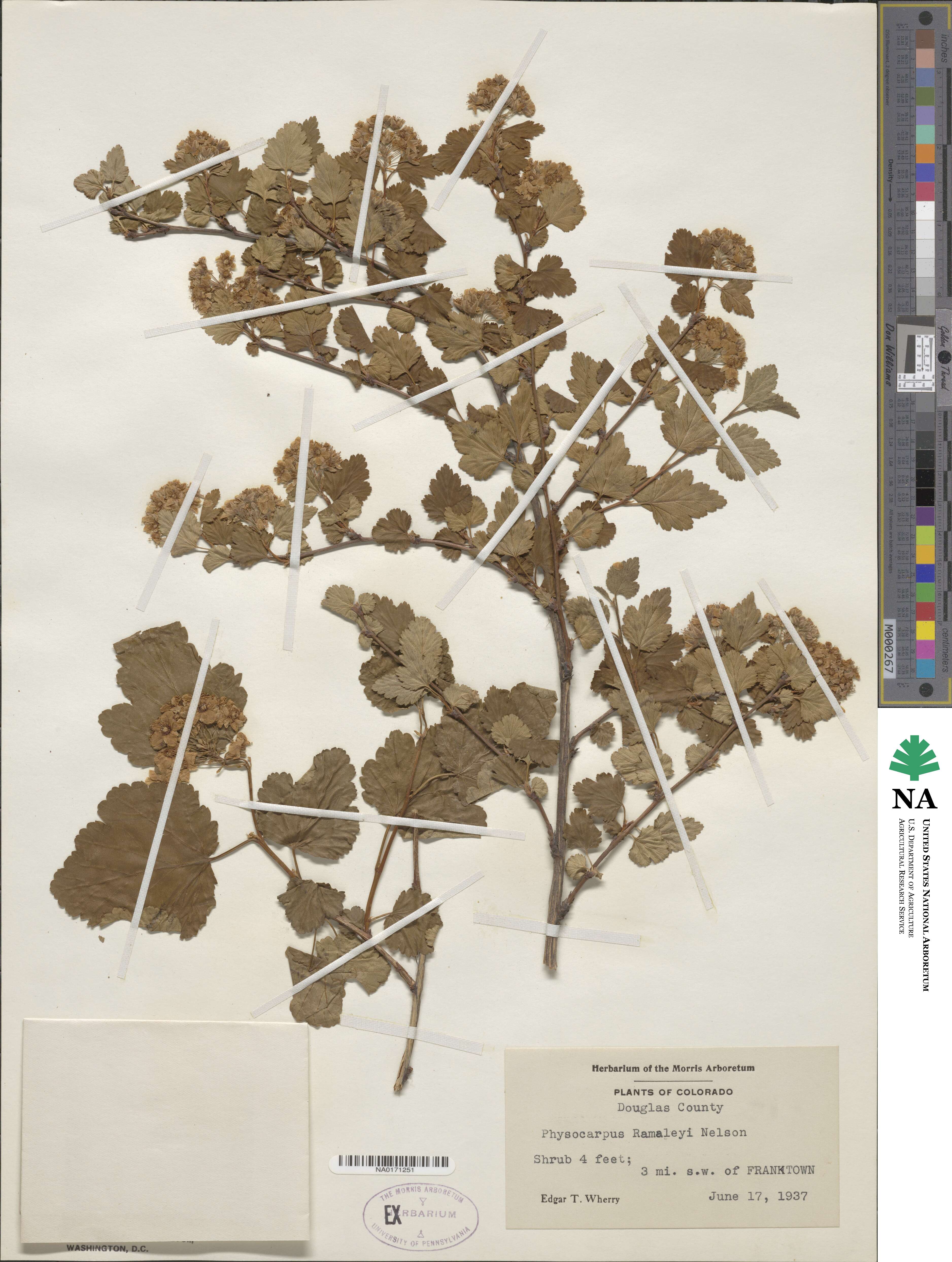 Physocarpus ramaleyi image