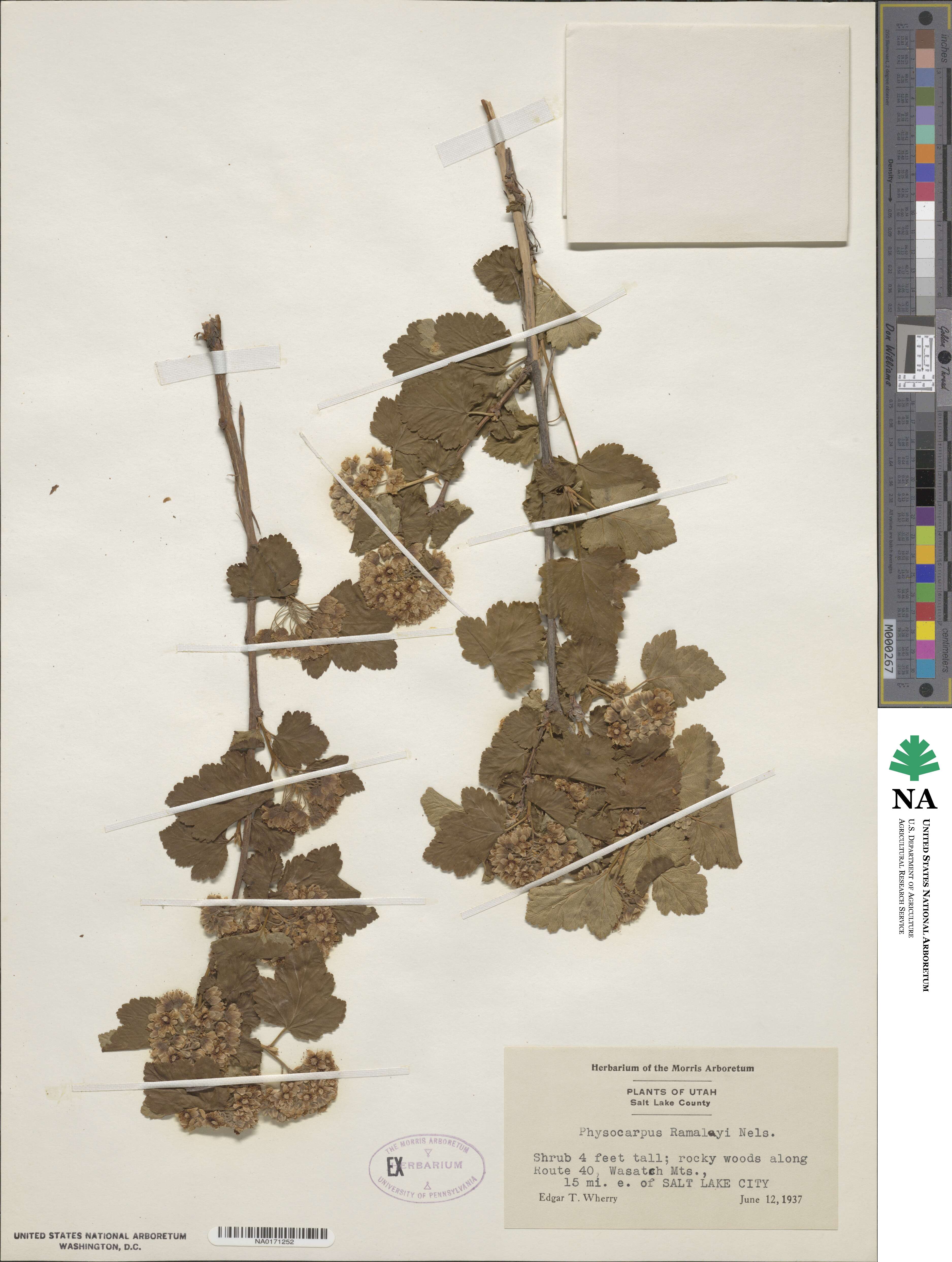 Physocarpus ramaleyi image