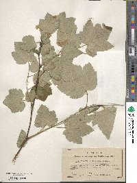 Physocarpus amurensis image