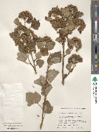 Physocarpus opulifolius image