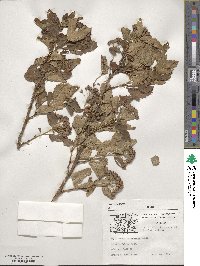 Physocarpus opulifolius image