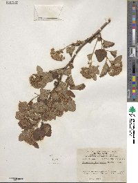 Physocarpus opulifolius image