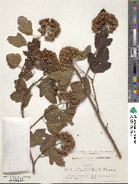 Physocarpus capitatus image