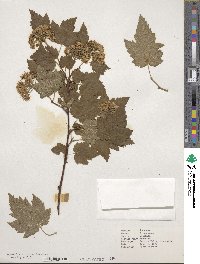 Physocarpus capitatus image