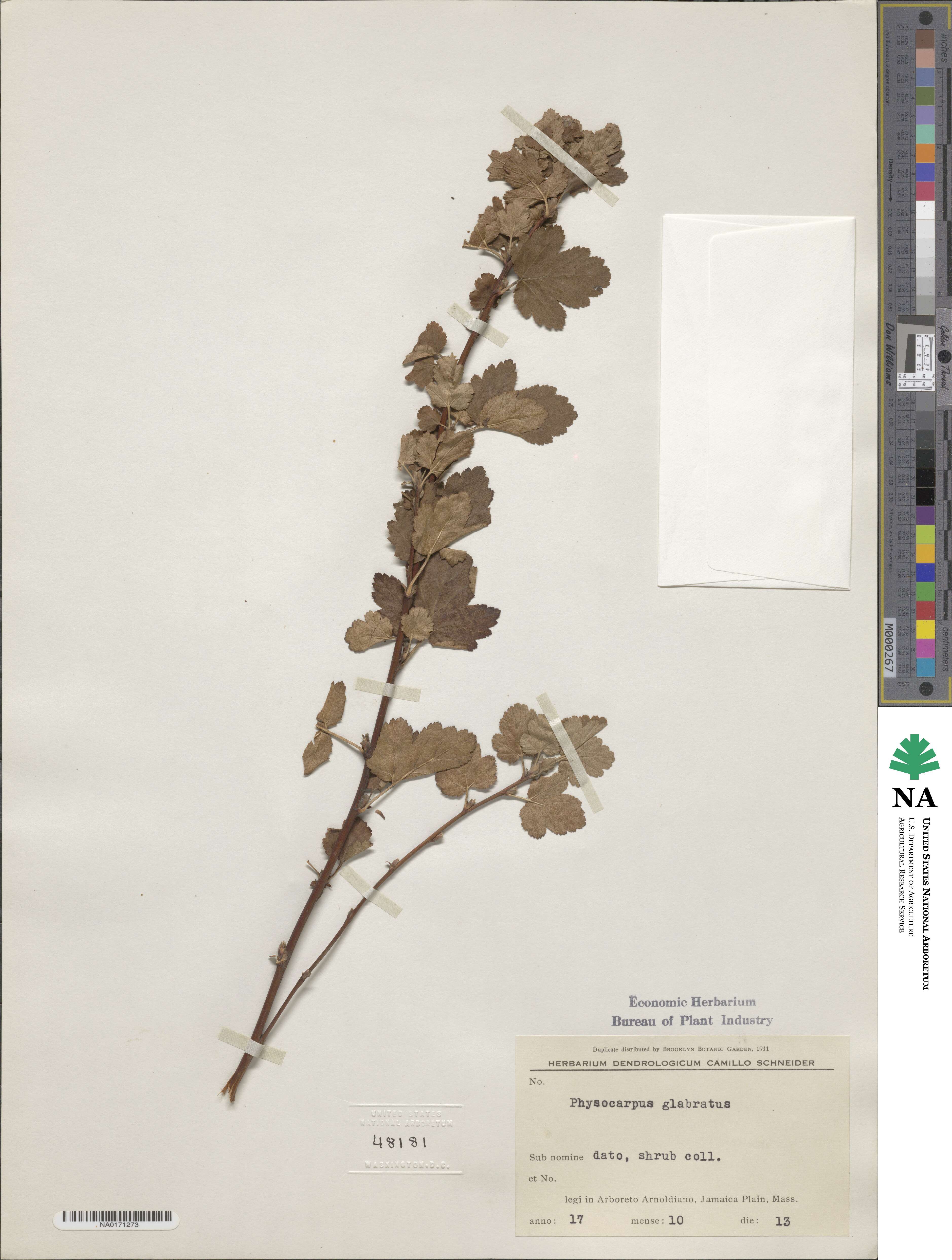 Physocarpus monogynus image