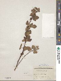 Physocarpus monogynus image