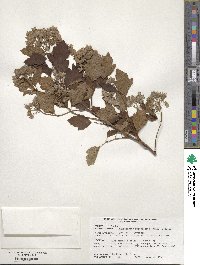 Physocarpus opulifolius var. intermedius image