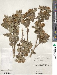 Physocarpus opulifolius var. intermedius image