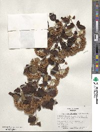 Physocarpus opulifolius var. intermedius image