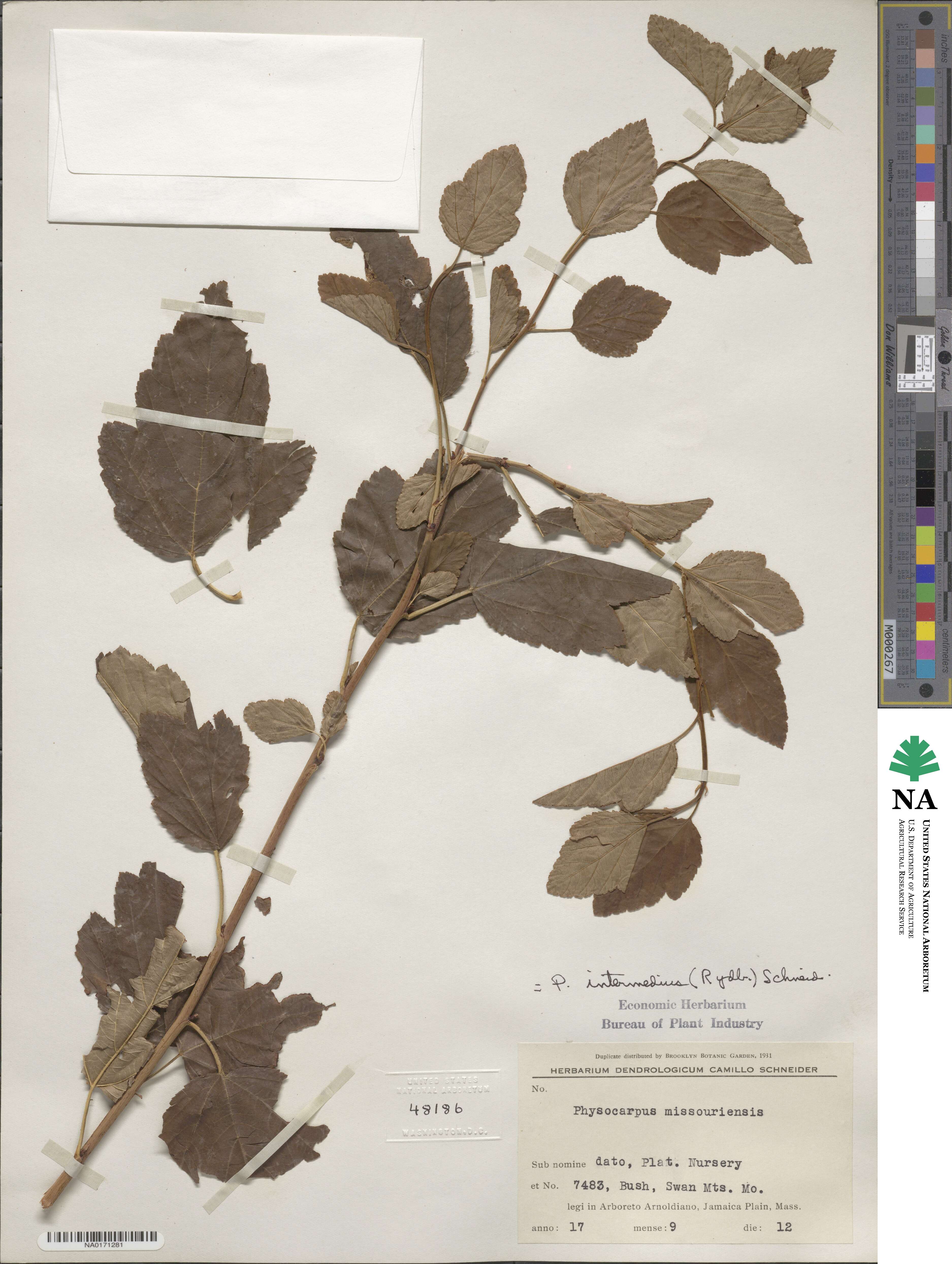 Physocarpus opulifolius var. intermedius image