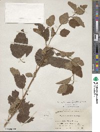 Physocarpus opulifolius image