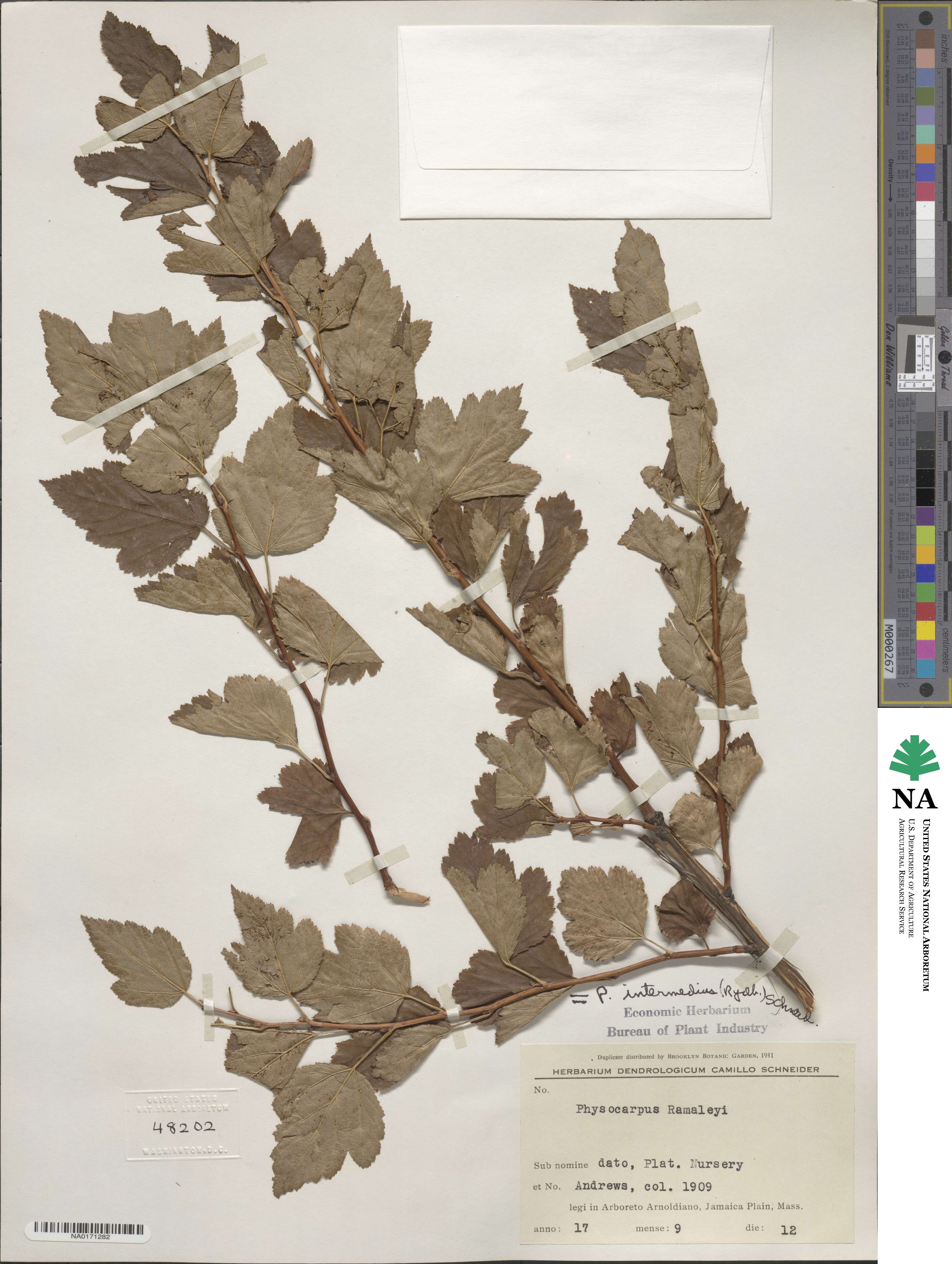 Physocarpus opulifolius var. intermedius image