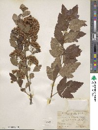 Physocarpus malvaceus image