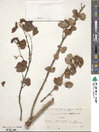 Physocarpus monogynus image