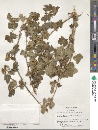 Physocarpus monogynus image